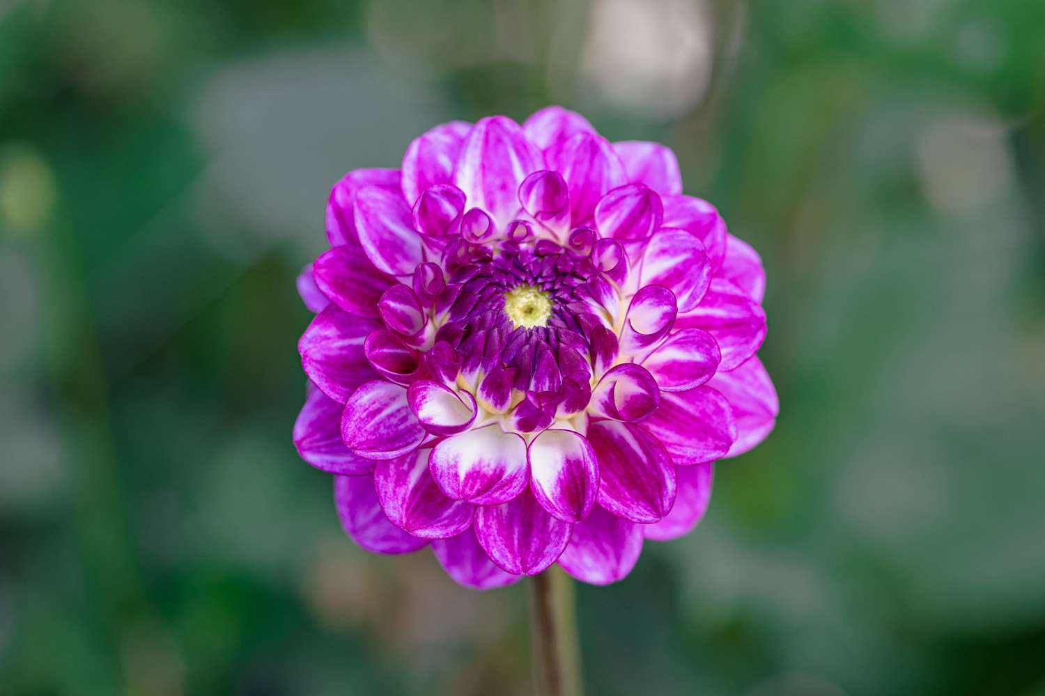 Daalia 'Dreaming Maid'